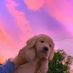 artist image Chill Mix Mood Lofi Mood (Lofi) - Single