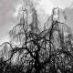 Colin Stetson, Sarah Neufeld - The Sun Roars Into View
