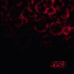 album image Blood Blood