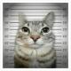 GTA Radio - La petite fille de la mer